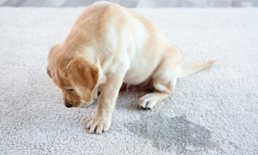 Dog pee in clearance grout